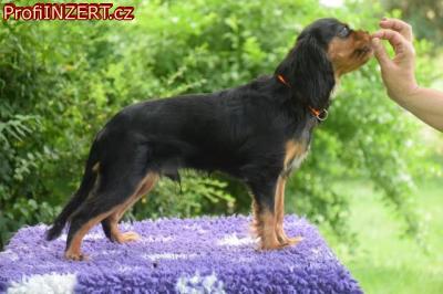 Obrzek k inzertu: Kavalr king charles spaniel s PP tn