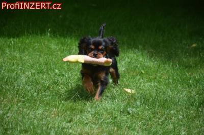 Obrzek k inzertu: Kavalr king charles spaniel s PP tn