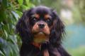 Obrzek k inzertu Kavalr king charles spaniel s PP tn