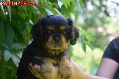 Obrzek k inzertu: tn Kavalr King Charles panl s PP