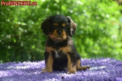 Obrzek k inzertu: tn Kavalr King Charles panl s PP