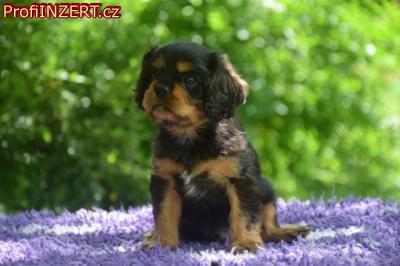 Obrzek k inzertu: tn Kavalr King Charles panl s PP