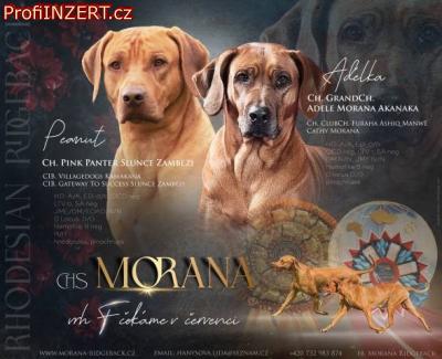 Obrzek k inzertu: ChS Morana zad tata RR s PP