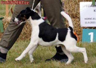Obrzek k inzertu: Foxterier hladkosrst