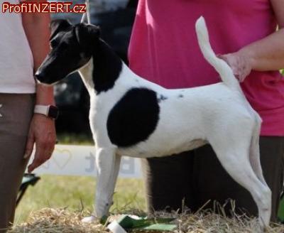Obrzek k inzertu: Foxterier hladkosrst