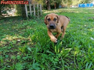 Obrázek k inzerátu: Brazilská fila, štěňata s PP Obrázek k inzerátu: Brazilská fila, štěňata s PP