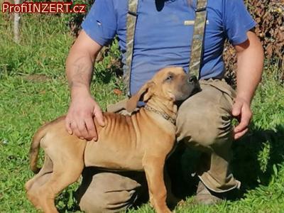 Obrázek k inzerátu: Brazilská fila, štěňata s PP Obrázek k inzerátu: Brazilská fila, štěňata s PP