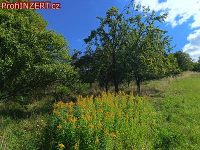Obrázek k inzerátu: Prodám ovocný sad v Koryčanech Obrázek k inzerátu: Prodám ovocný sad v Koryčanech