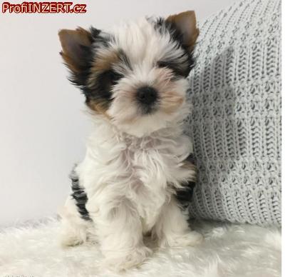 Obrzek k inzertu: istokrevn tata Yorkshirskho terira s rodokmenem