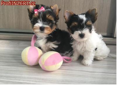 Obrzek k inzertu: istokrevn tata Yorkshirskho terira s rodokmenem