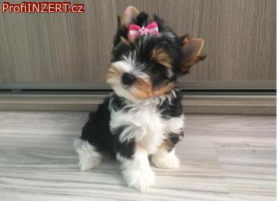 Obrzek k inzertu: istokrevn tata Yorkshirskho terira s rodokmenem