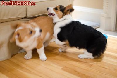 Obrzek k inzertu: Rozkon mal ttka corgiho do novho domova