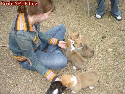 Obrzek k inzertu: Rozkon mal ttka corgiho do novho domova