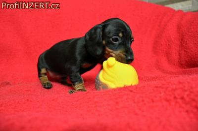 Obrzek k inzertu: Jezevk trpasli - krli