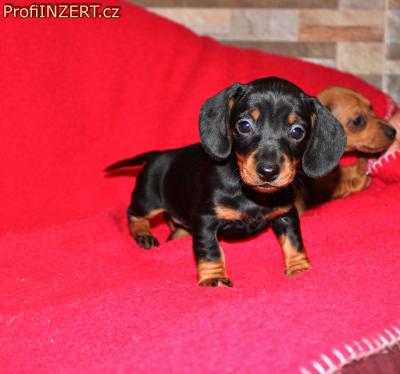 Obrzek k inzertu: Jezevk trpasli - krli