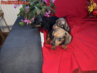 Obrzek k inzertu: Jezevk trpasli - krli