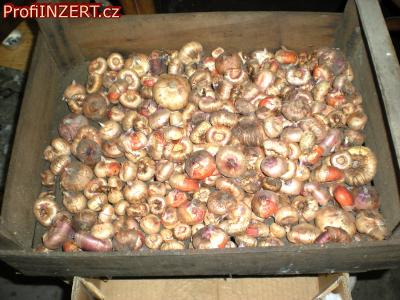 Obr�zek k inzer�tu: Hl�zy gladiolu  