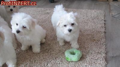 Obr�zek k inzer�tu: Rozko�n� �t���tka mini malt�zsk�ho �t���tka