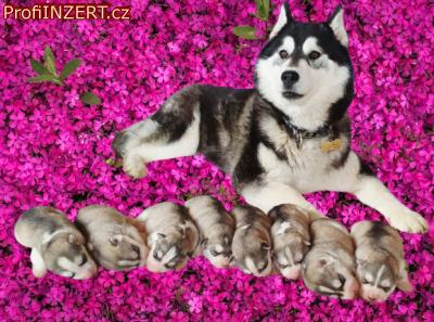 Obrázek k inzerátu: Sibiřsý husky štěňátka s PP Obrázek k inzerátu: Sibiřsý husky štěňátka s PP