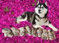 Obrázek k inzerátu Sibiřsý husky štěňátka s PP