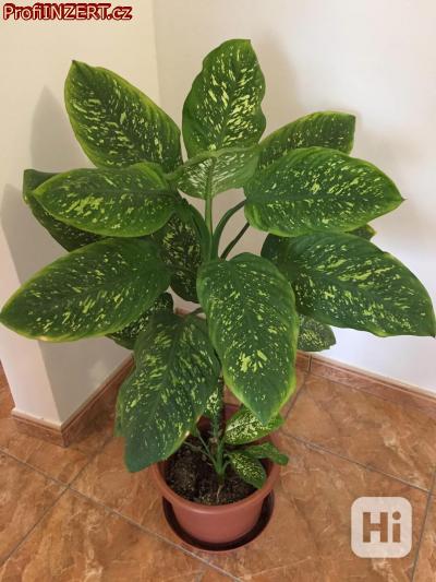 Obr�zek k inzer�tu: Difenbachie, vzrostl�, dekorativn�